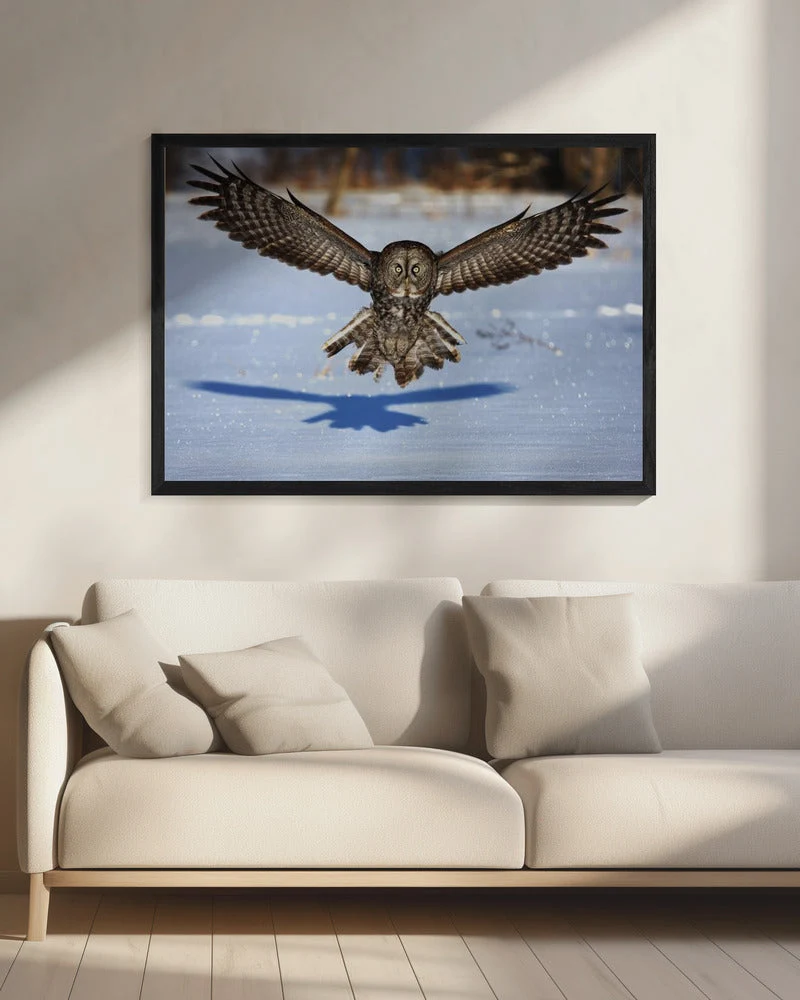 Wall art In your face - Great Grey Owl - Image 8