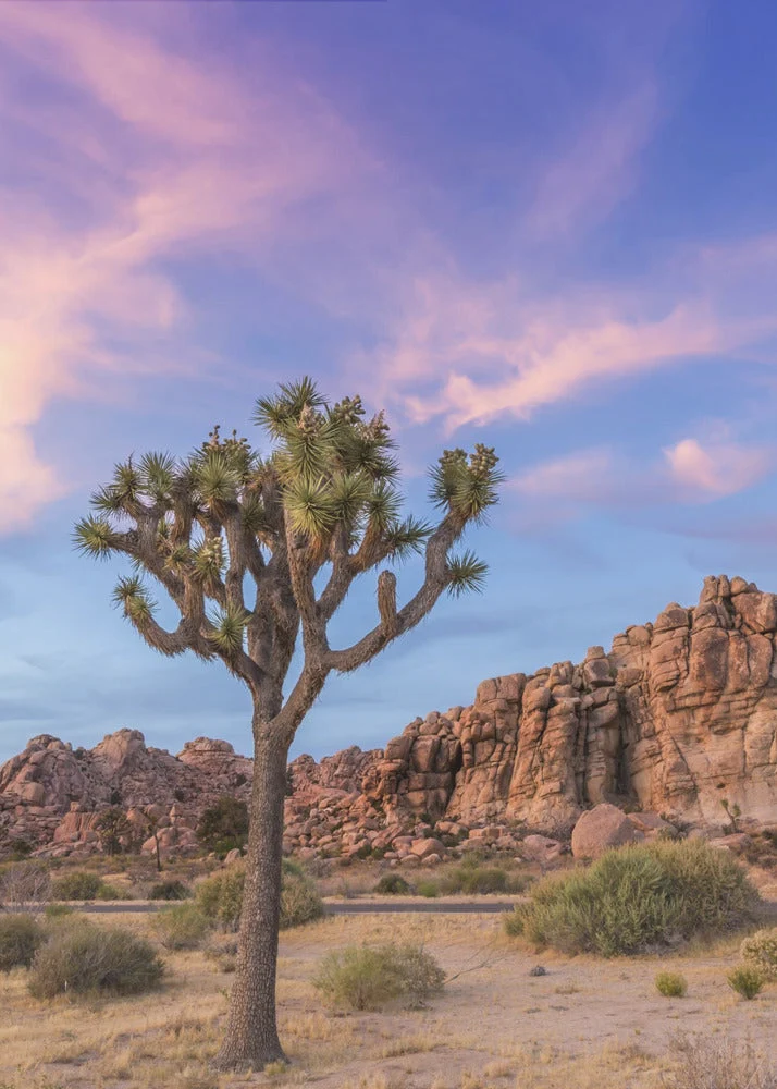 Wall art Joshua Tree Evening Atmosphere - Image 2