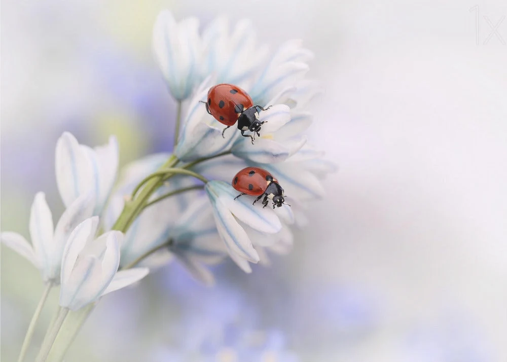 Wall art Ladybirds - Image 4