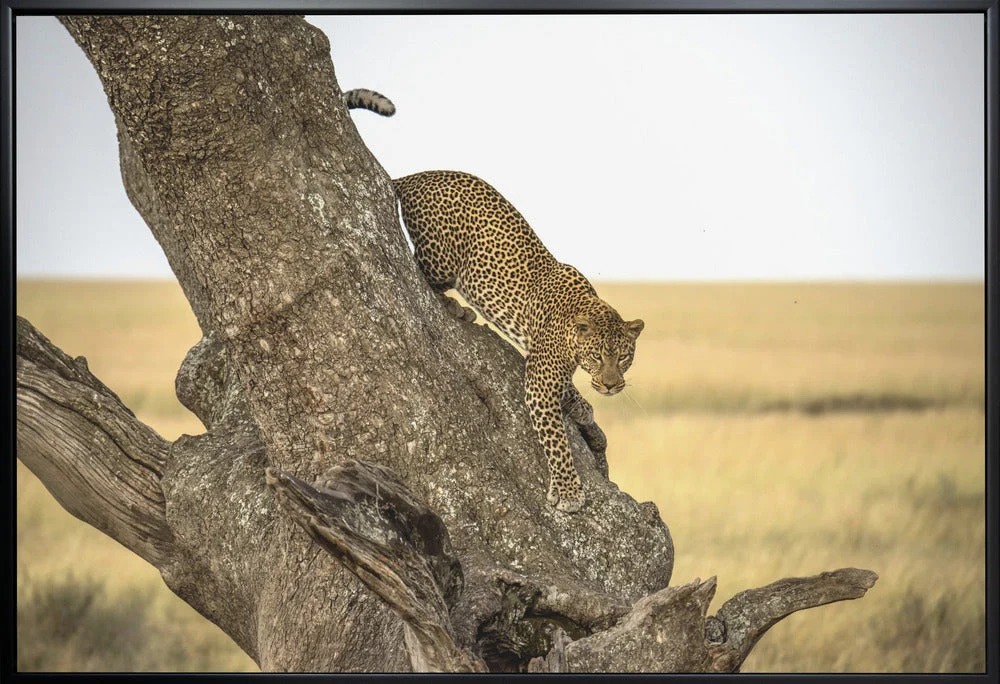 Wall art Leopard - Serengheti, Tanzania - Image 3