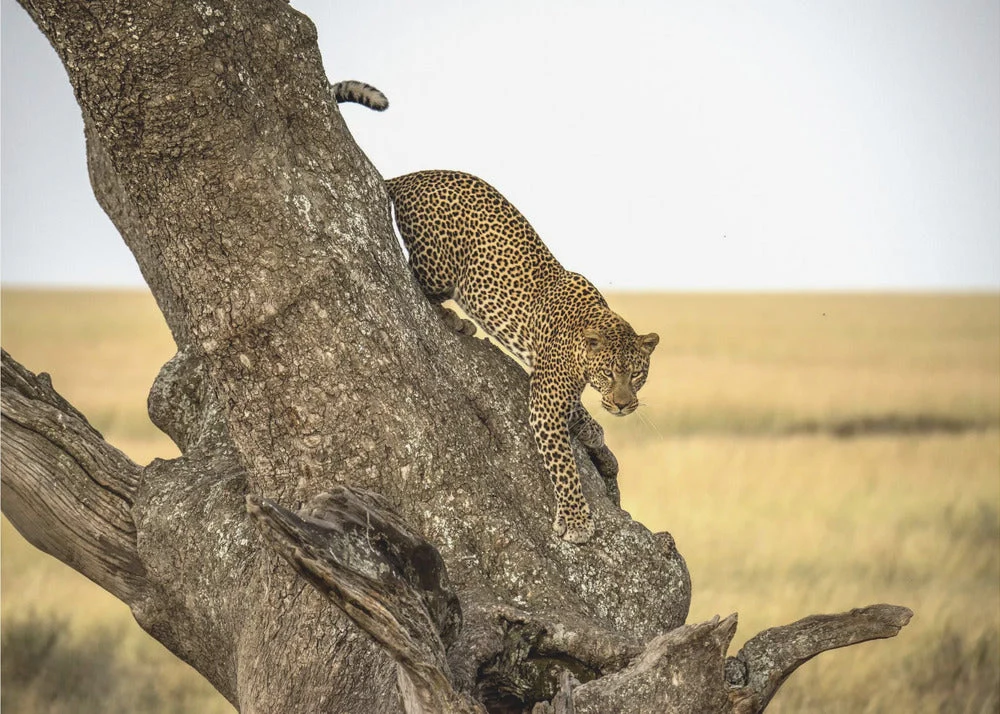 Wall art Leopard - Serengheti, Tanzania - Image 4