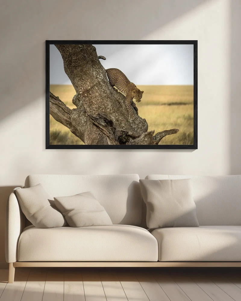 Wall art Leopard - Serengheti, Tanzania - Image 8