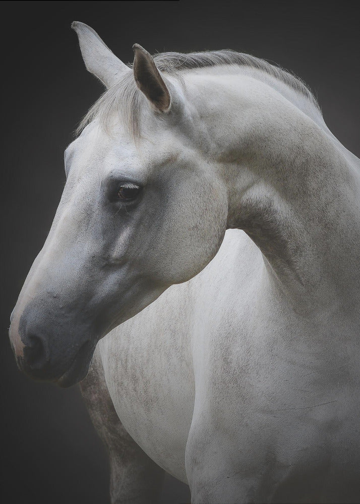 Wall art Maggie. Horse - Image 2