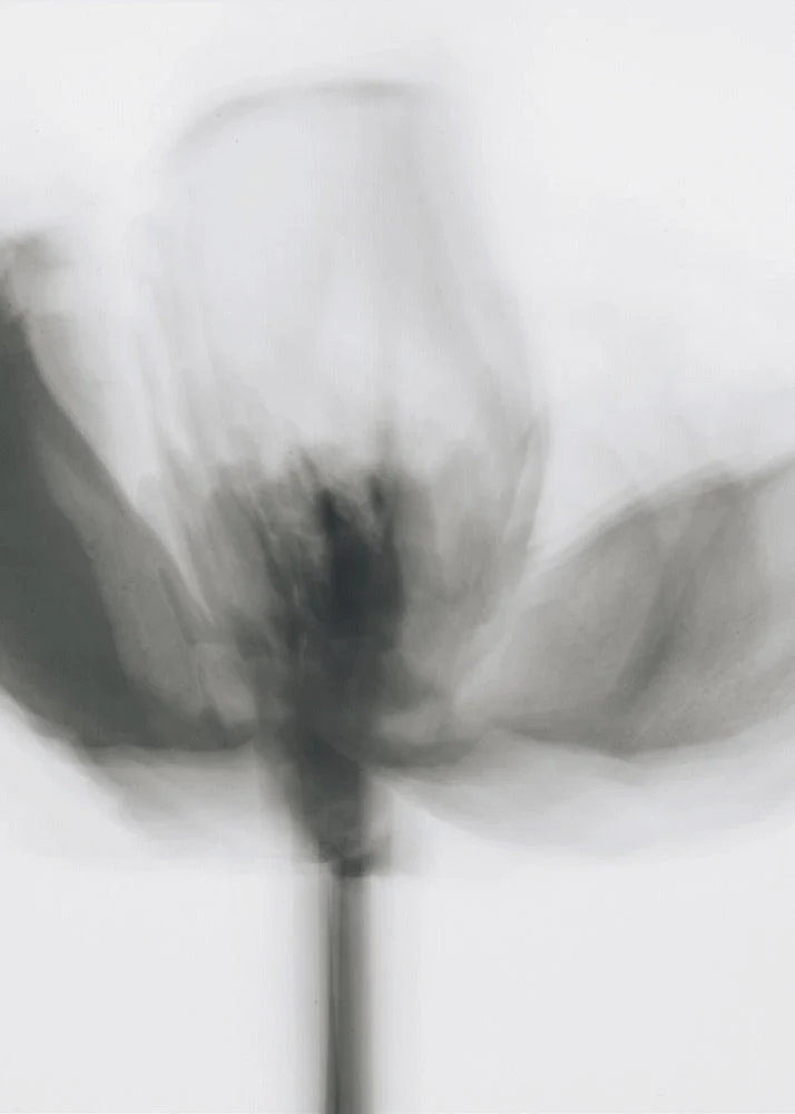 Wall art Mono Tulip - Image 2