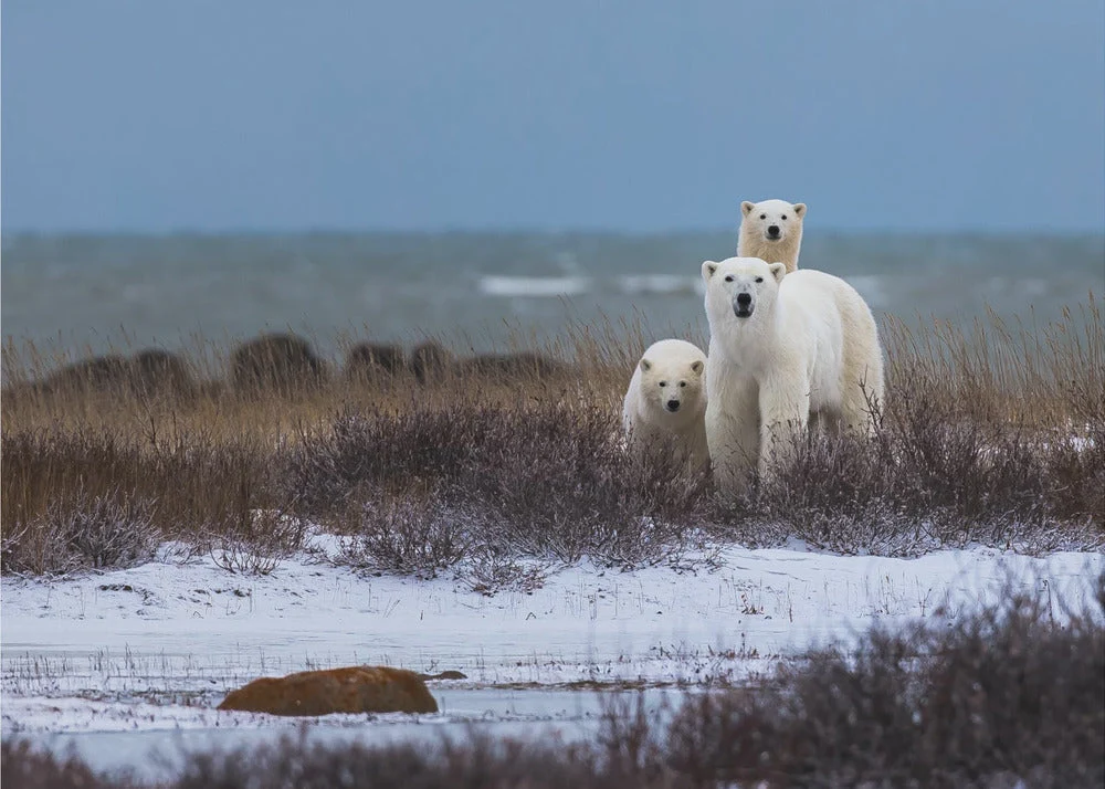 Wall art Mother bear with cubs, Hudson bay in the background - Image 4