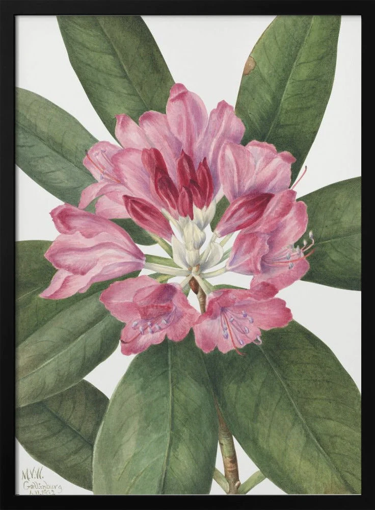 Wall Art Mountain Rose Bay (1932) - Image 2
