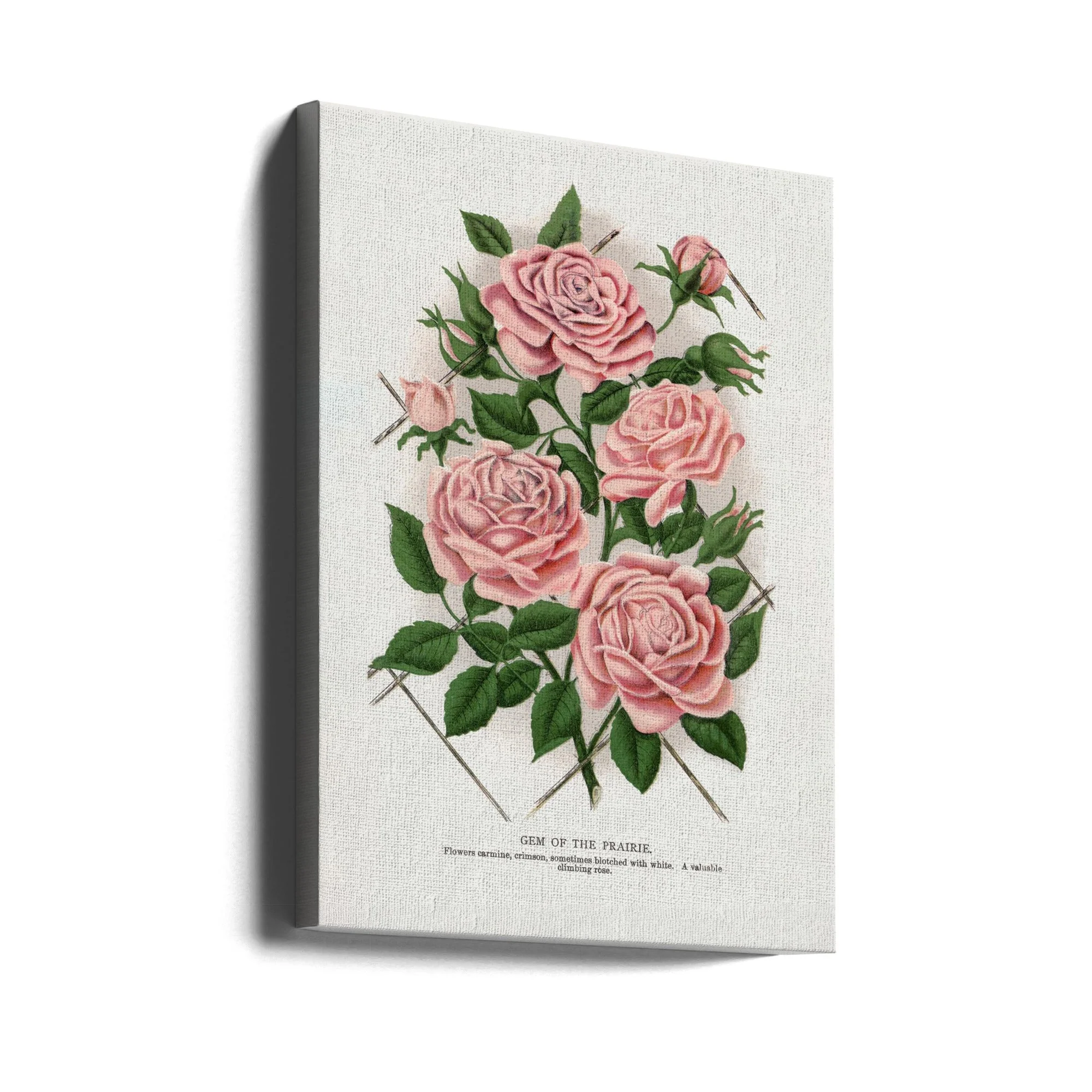 Wall Art Pink Rose, Gem of the Prairie Lithograph - Image 3