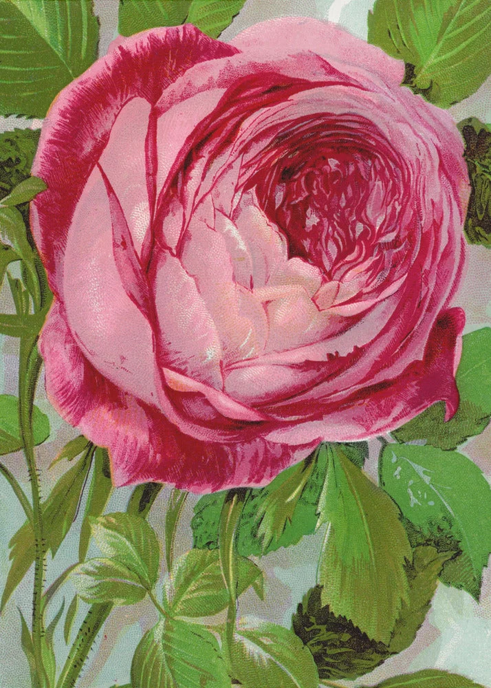 Wall Art Pink Rose, Mrs John Laing Lithograph - Image 2