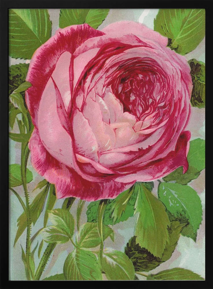Wall Art Pink Rose, Mrs John Laing Lithograph - Image 3