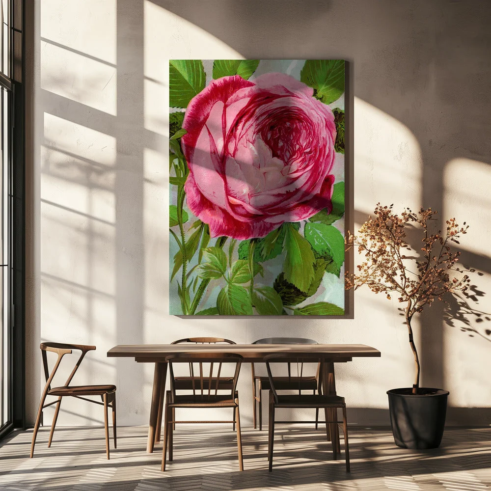 Wall Art Pink Rose, Mrs John Laing Lithograph - Image 5