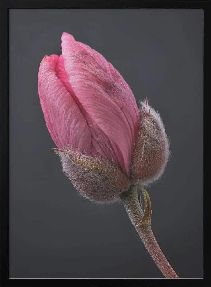 Wall art Pink Tulip 1 - Image 3