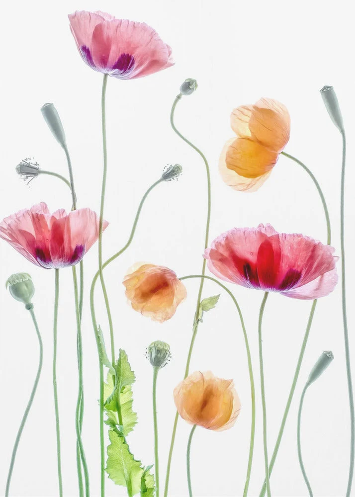 Wall art Poppies1 - Image 2