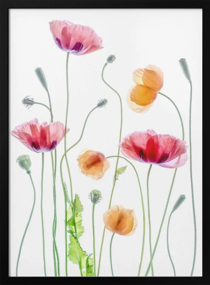 Wall art Poppies1 - Image 3