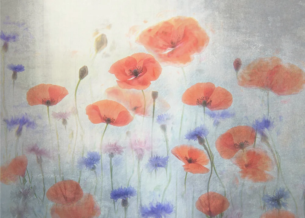 Wall Art Poppy - Image 4