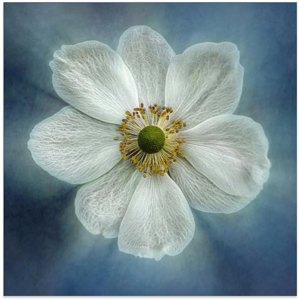 Wall Art Princes Anne-Mone - Image 2