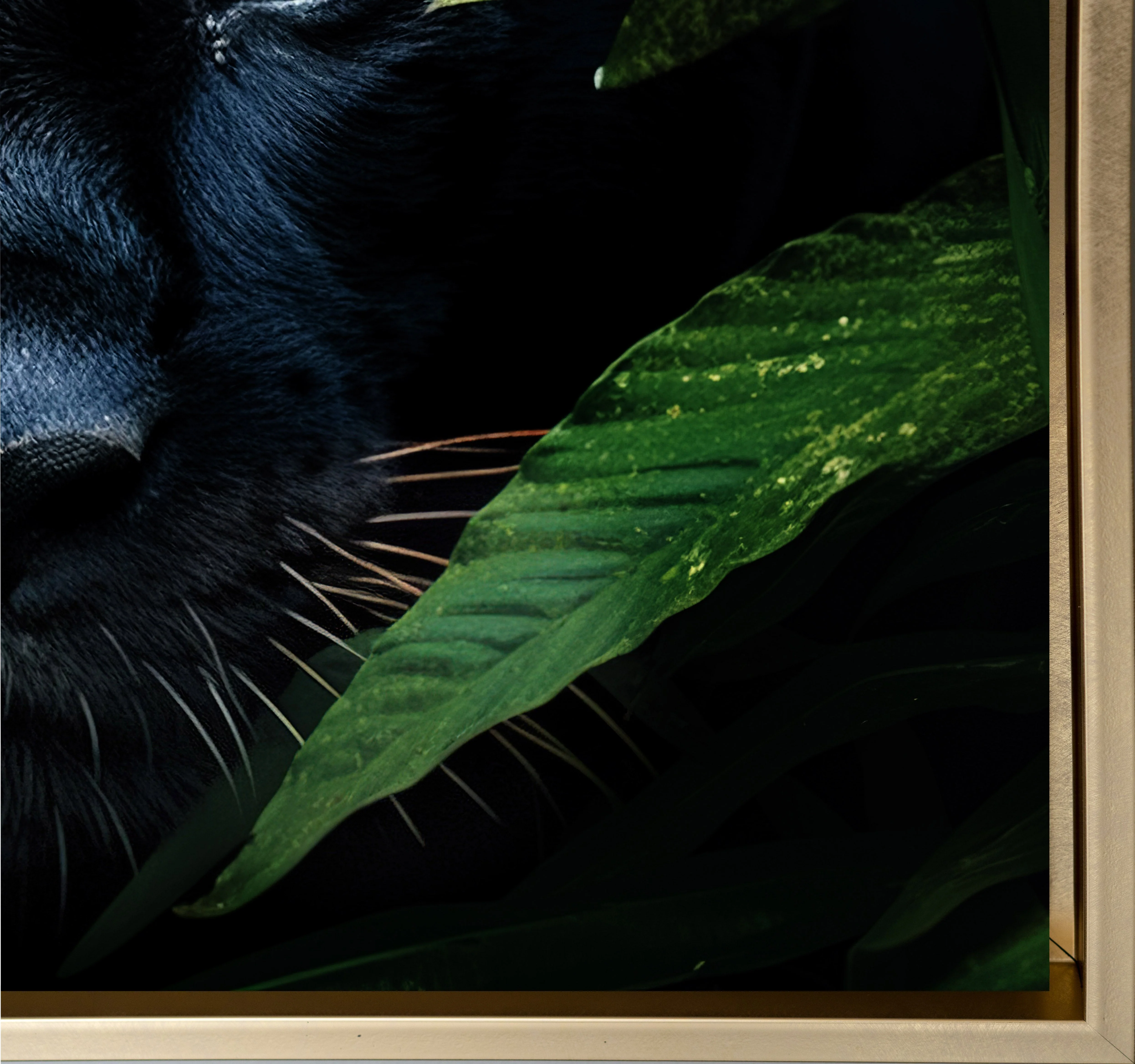 Wall Art-Rare Black Jaguar -Wildlife Canvas - Image 11