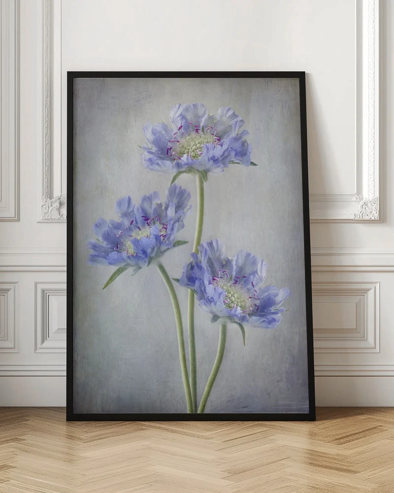 Wall Art Scabiosa - Image 4