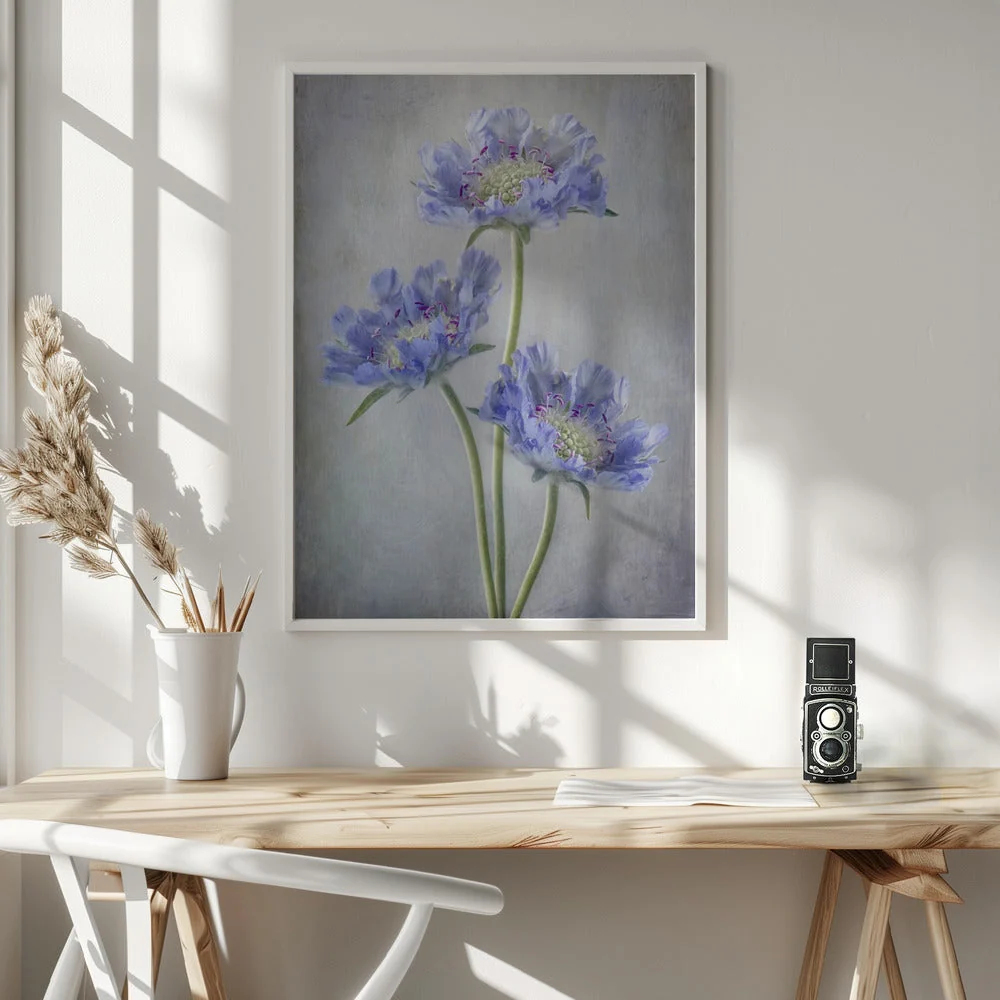 Wall Art Scabiosa - Image 6