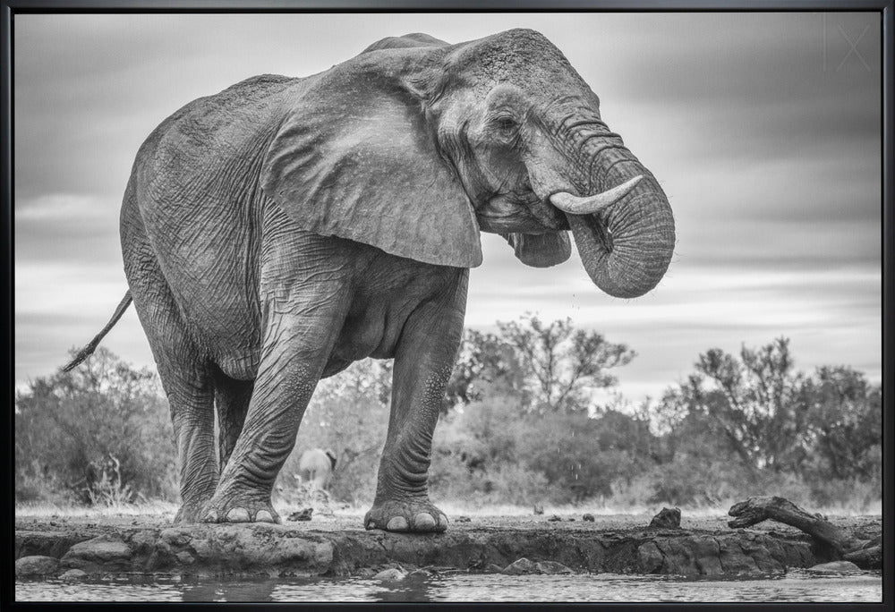 Wall art Standing Proud. Elephant - Image 3