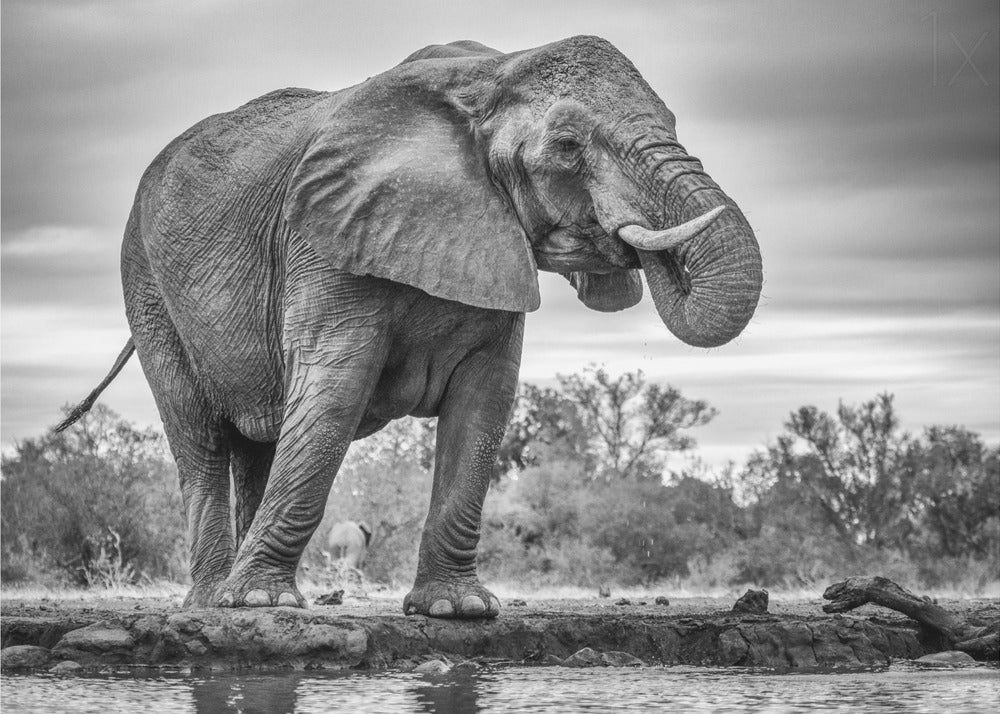 Wall art Standing Proud. Elephant - Image 4