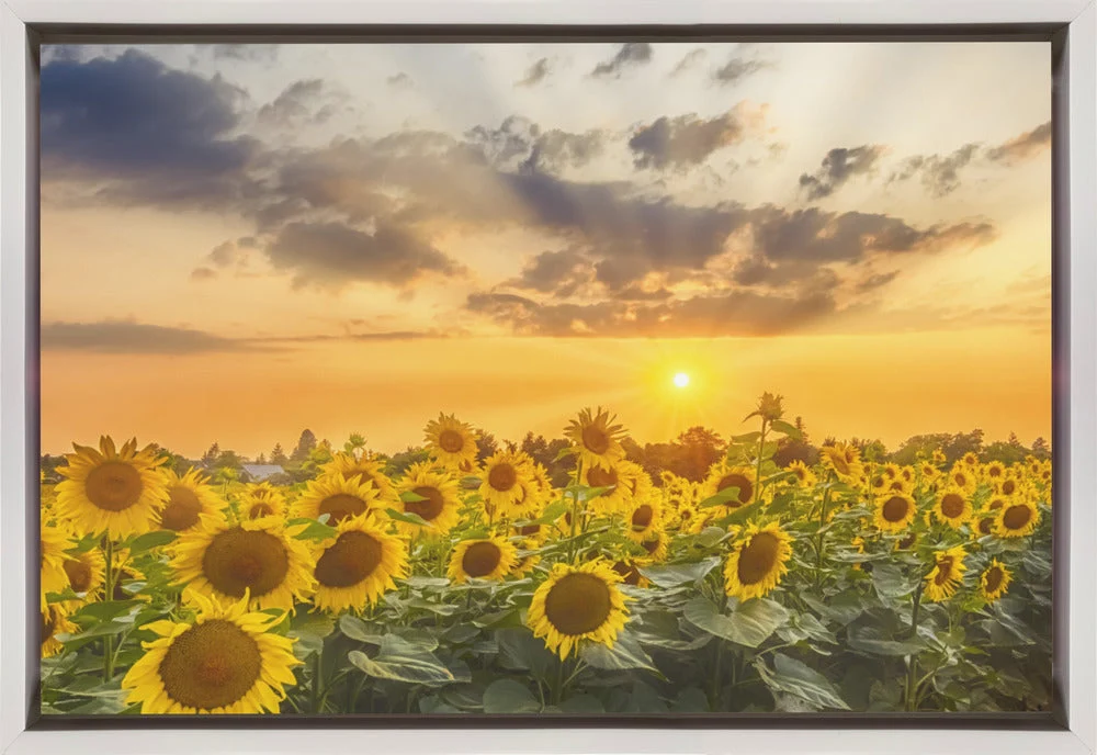 Wall art Sunflower field at sunset | Panoramic View - Image 2