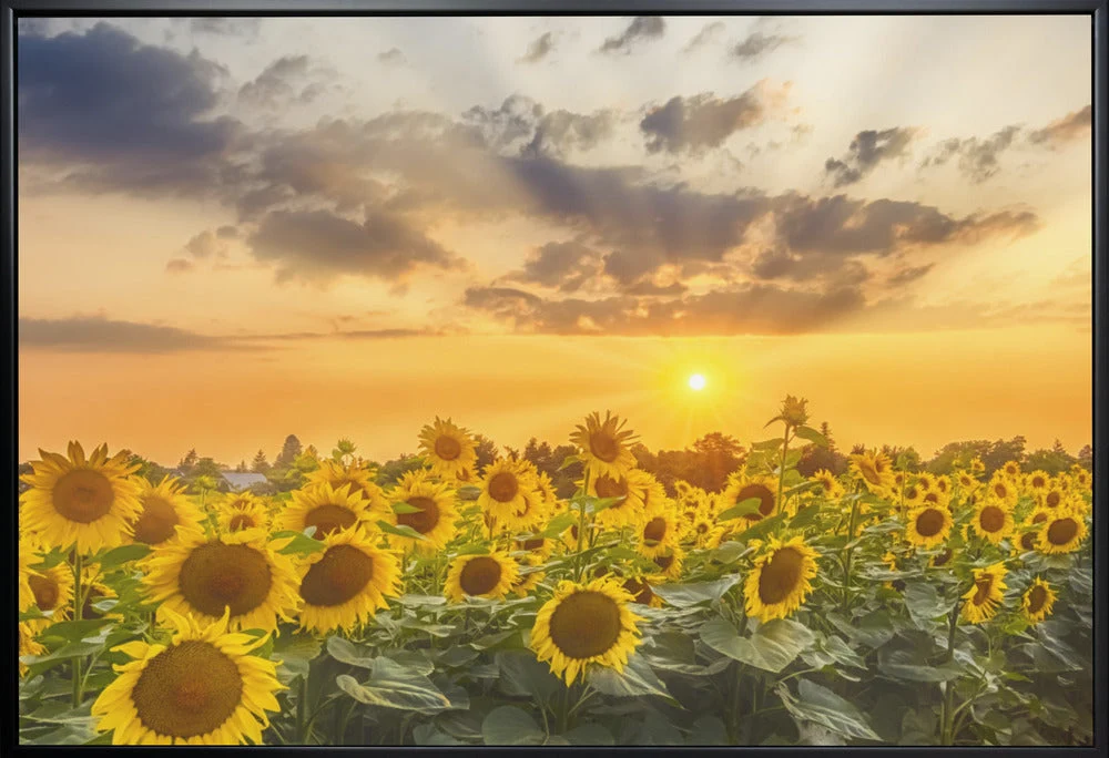 Wall art Sunflower field at sunset | Panoramic View - Image 3