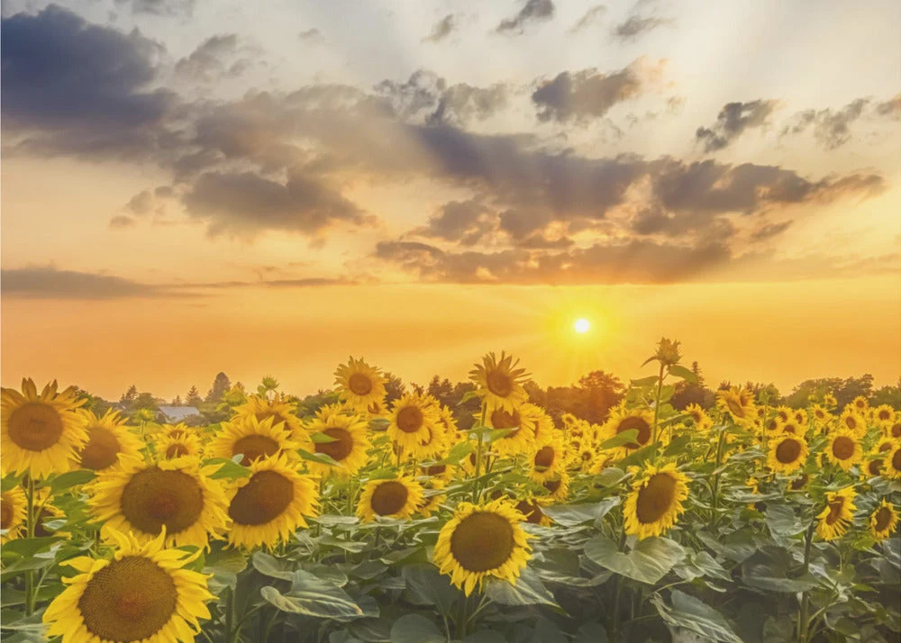Wall art Sunflower field at sunset | Panoramic View - Image 4