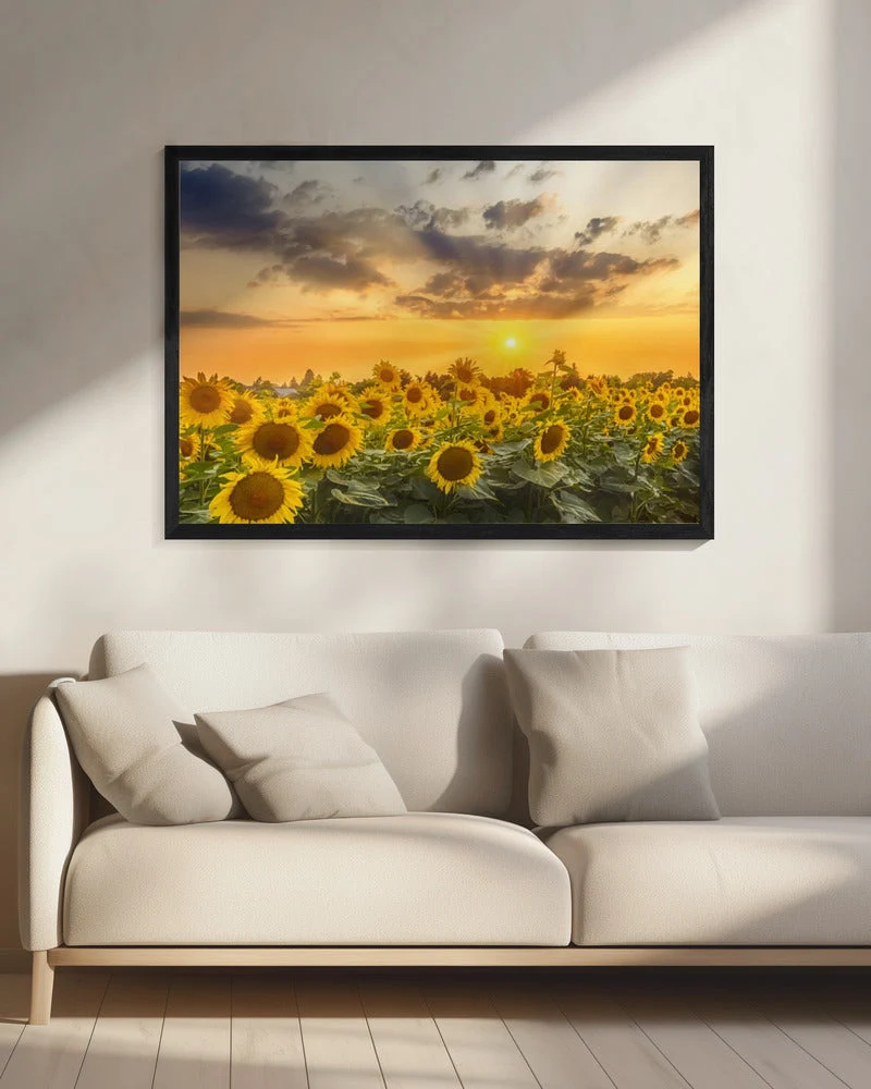 Wall art Sunflower field at sunset | Panoramic View - Image 8
