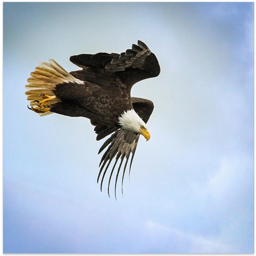 Wall art Taking Flight - Image 3