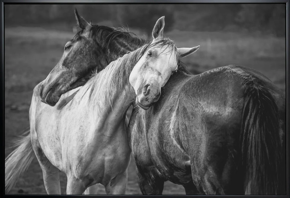 Wall art Warm rain Horses Canvas Print - Image 3