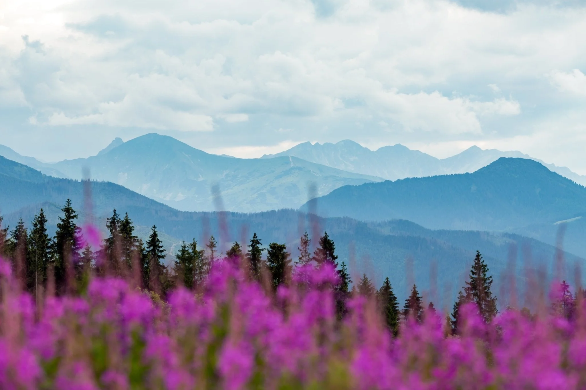 Wild-Harvested Canadian Fireweed Tea - Image 2