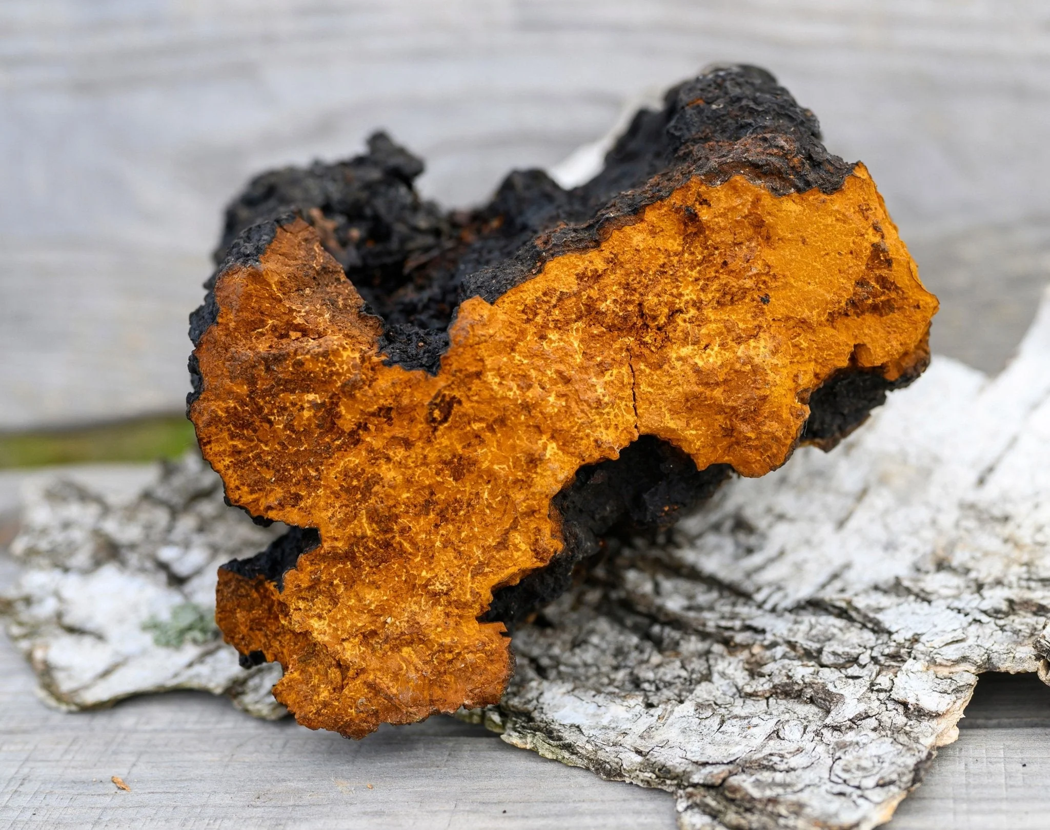 Wild Harvested Chaga Mushroom - Image 3