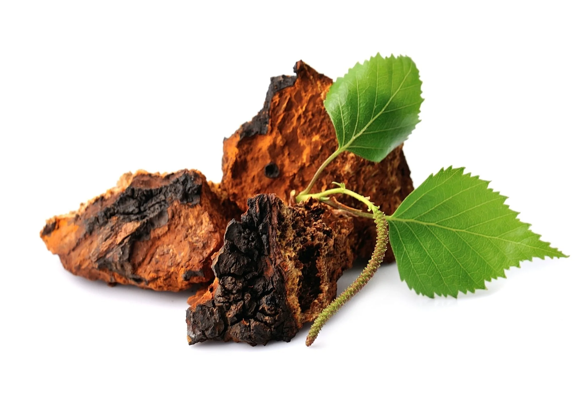 Wild Harvested Chaga Mushroom - Image 5