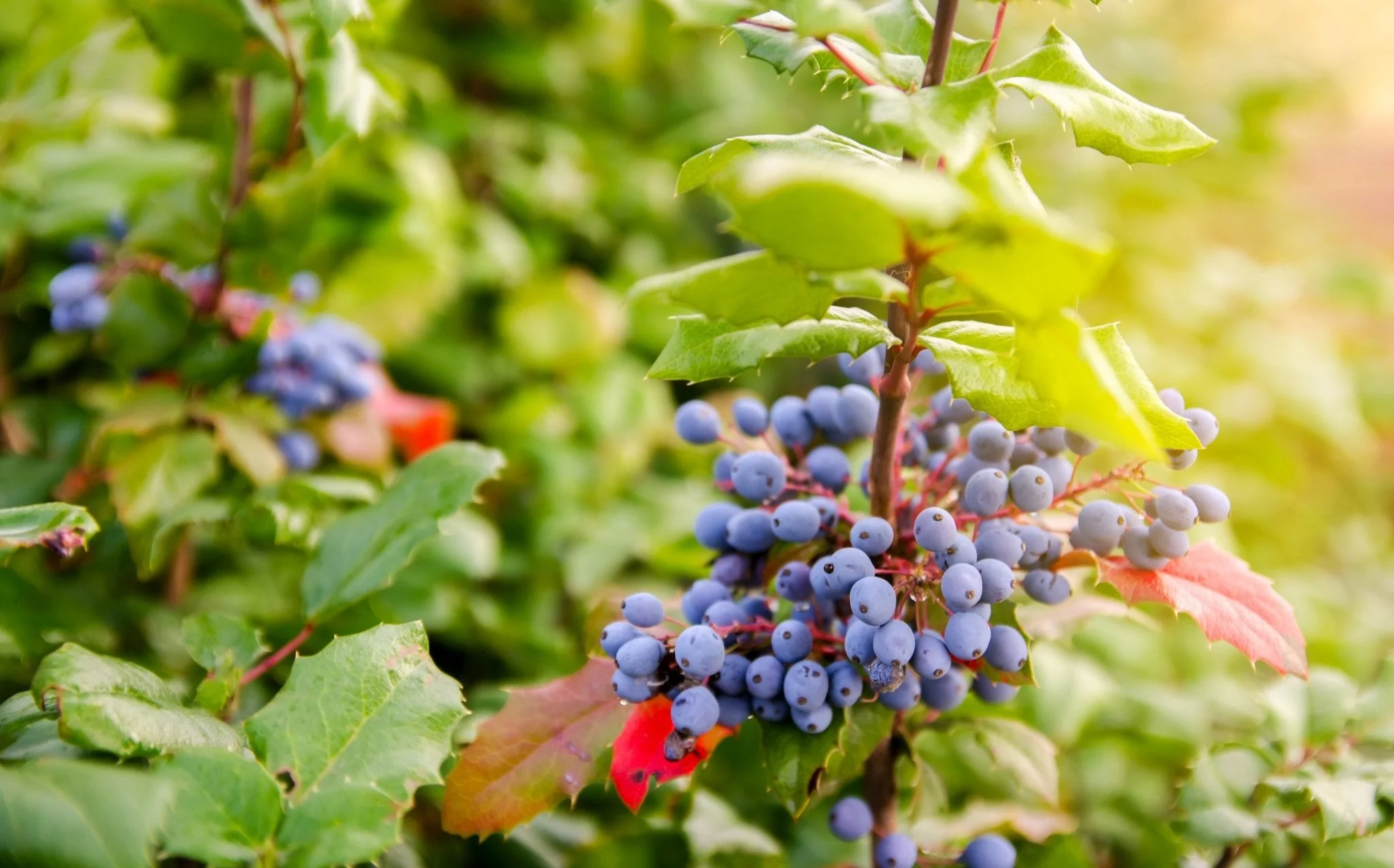Wild Oregon Grape Root - Image 4