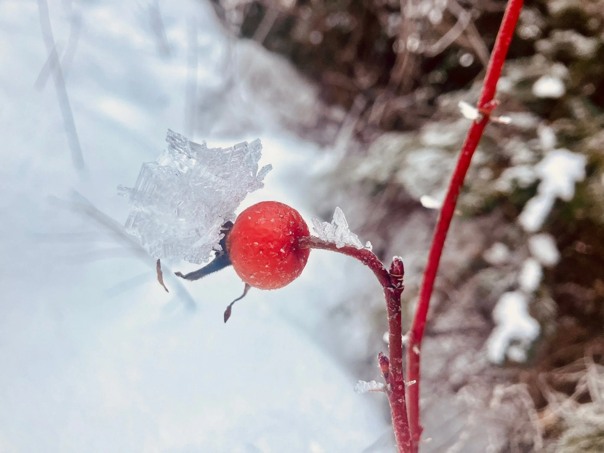 Wild Rosehip Syrup Kit - Image 3