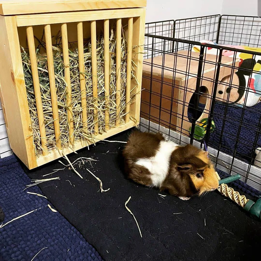 Mounted Hay Feeder for Rabbits & Guinea Pigs - Image 6