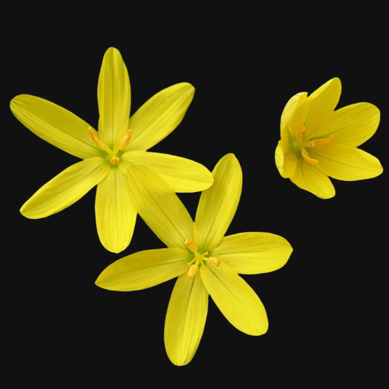Yellow Eyed Grass