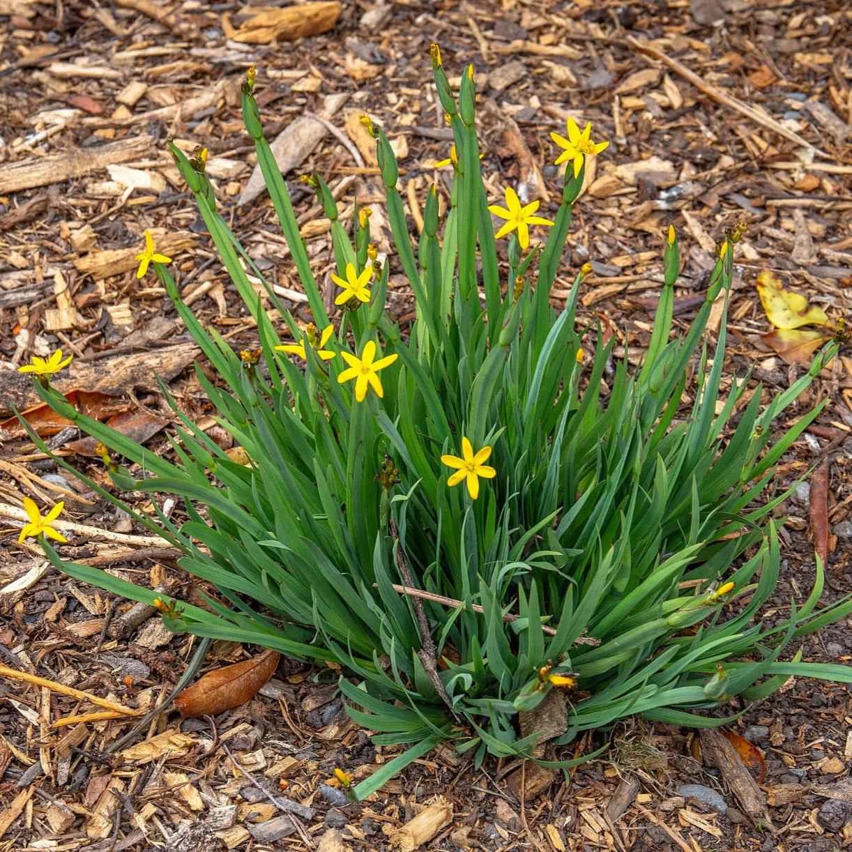 Yellow Eyed Grass - Image 2