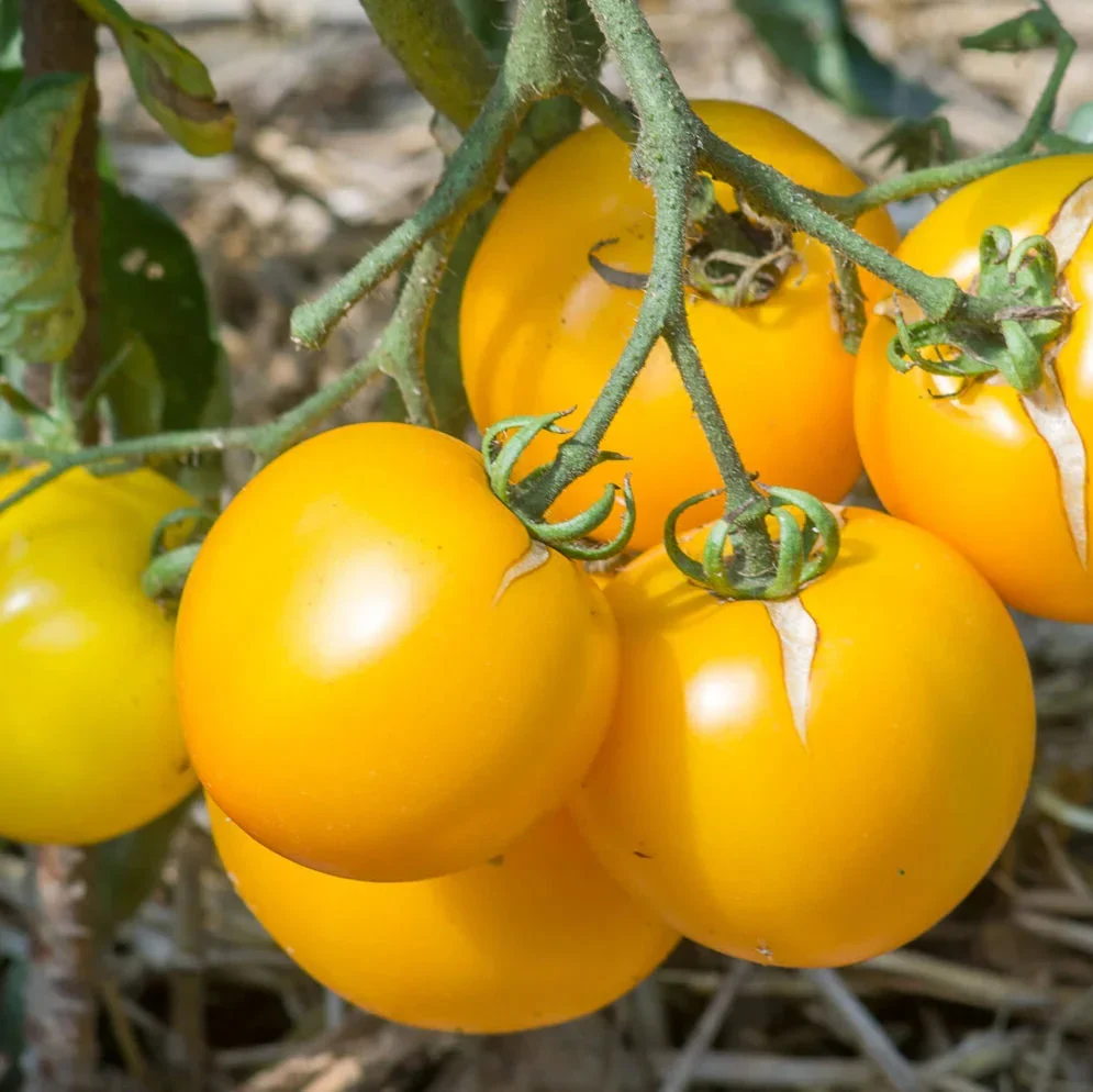 Yellow Taxi Tomato - Image 2