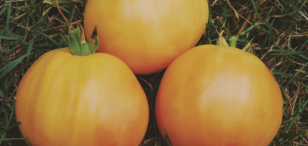 Yellow Taxi Tomato - Image 4