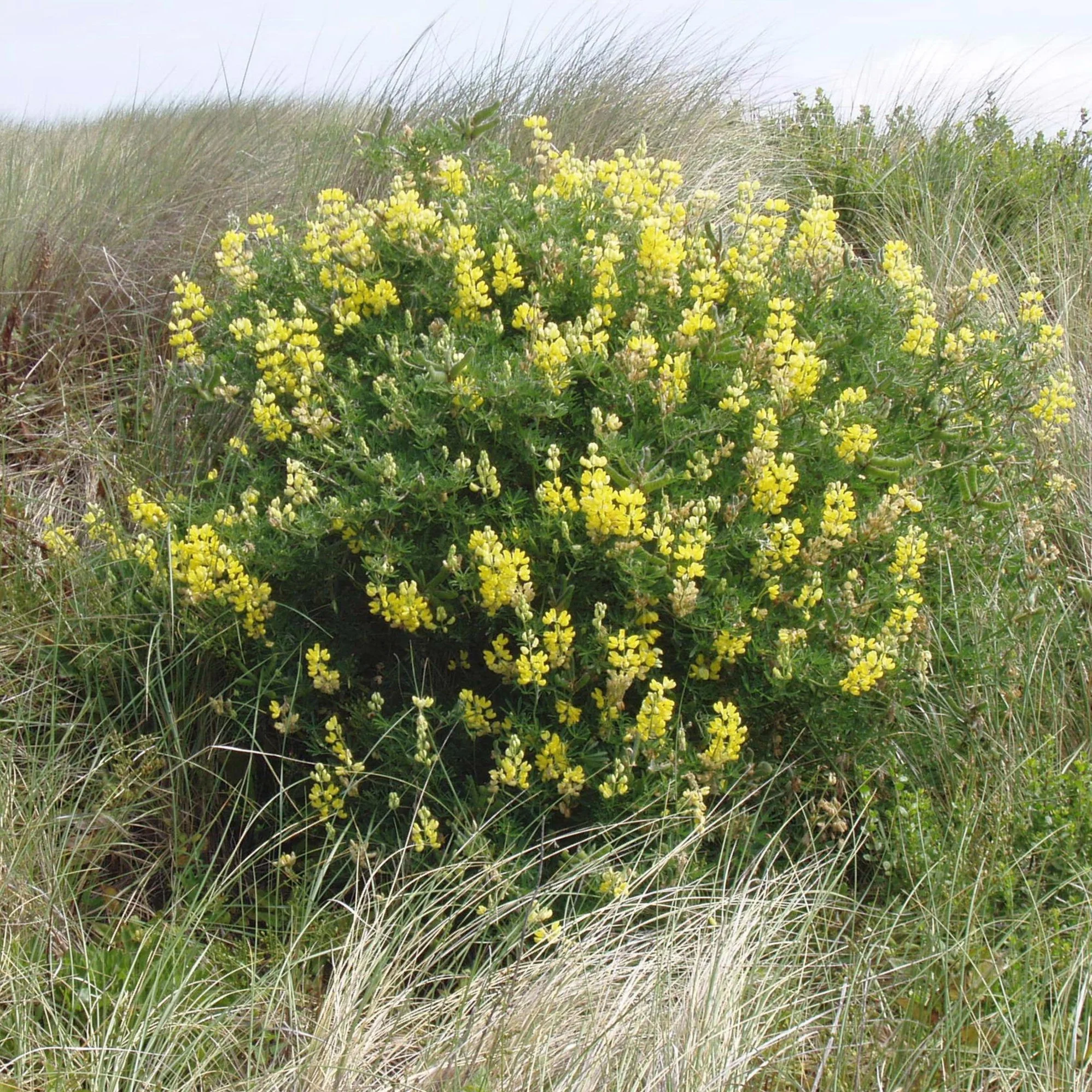 Yellow Tree Lupin - Image 2
