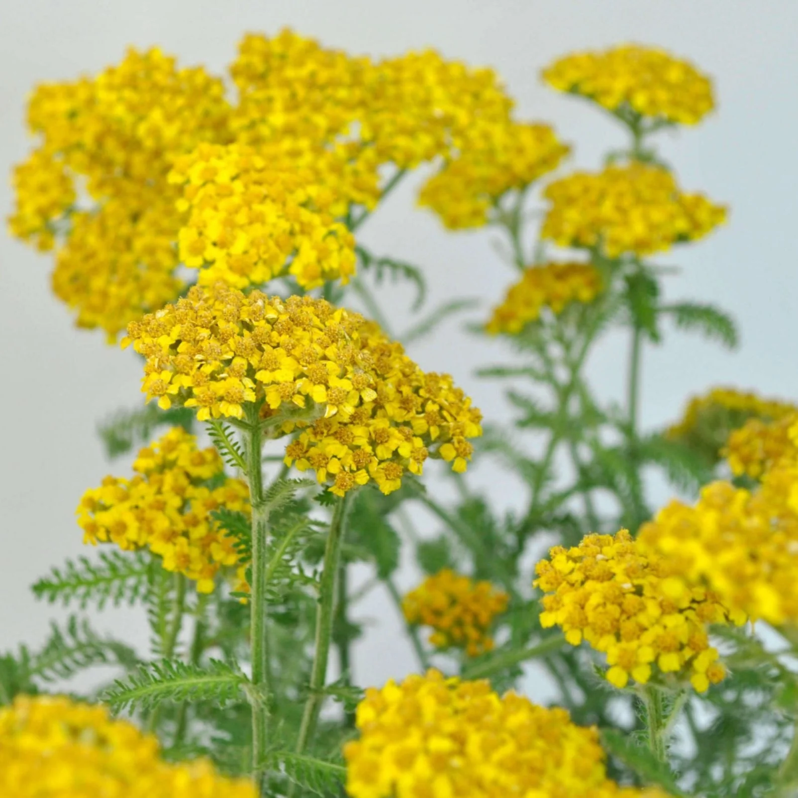 Yellow Yarrow - Image 2